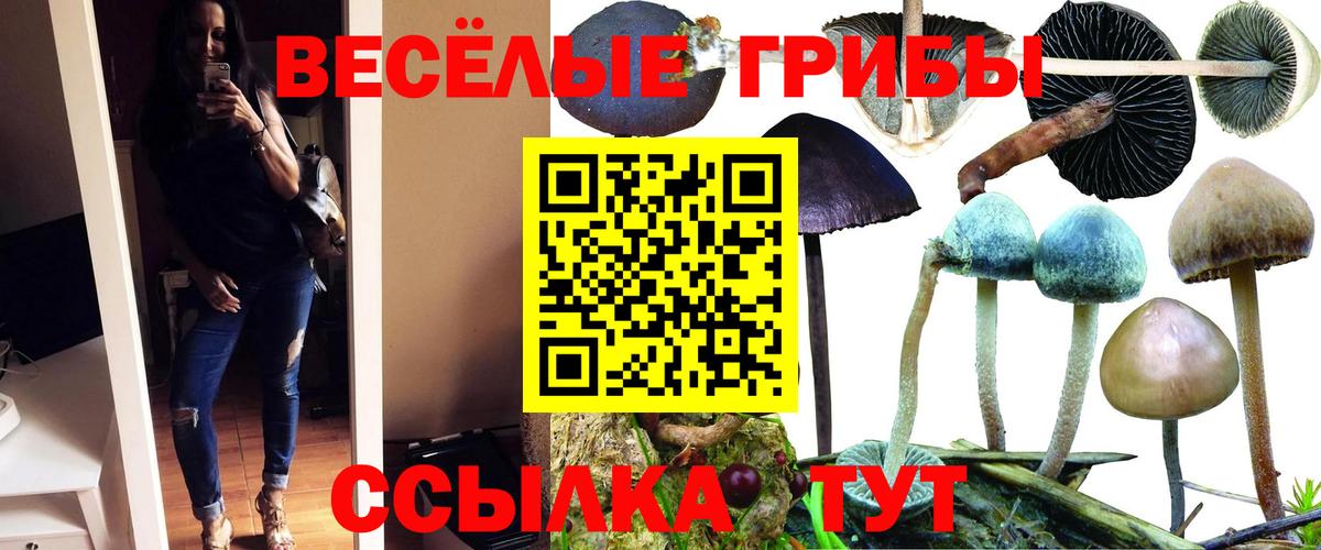 Гатчина  Галлюциногенные грибы ЛСД  Вход с VPN 